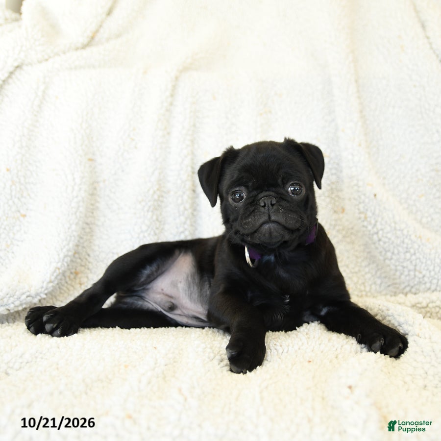 Pug dogs Bandit - Ad 2