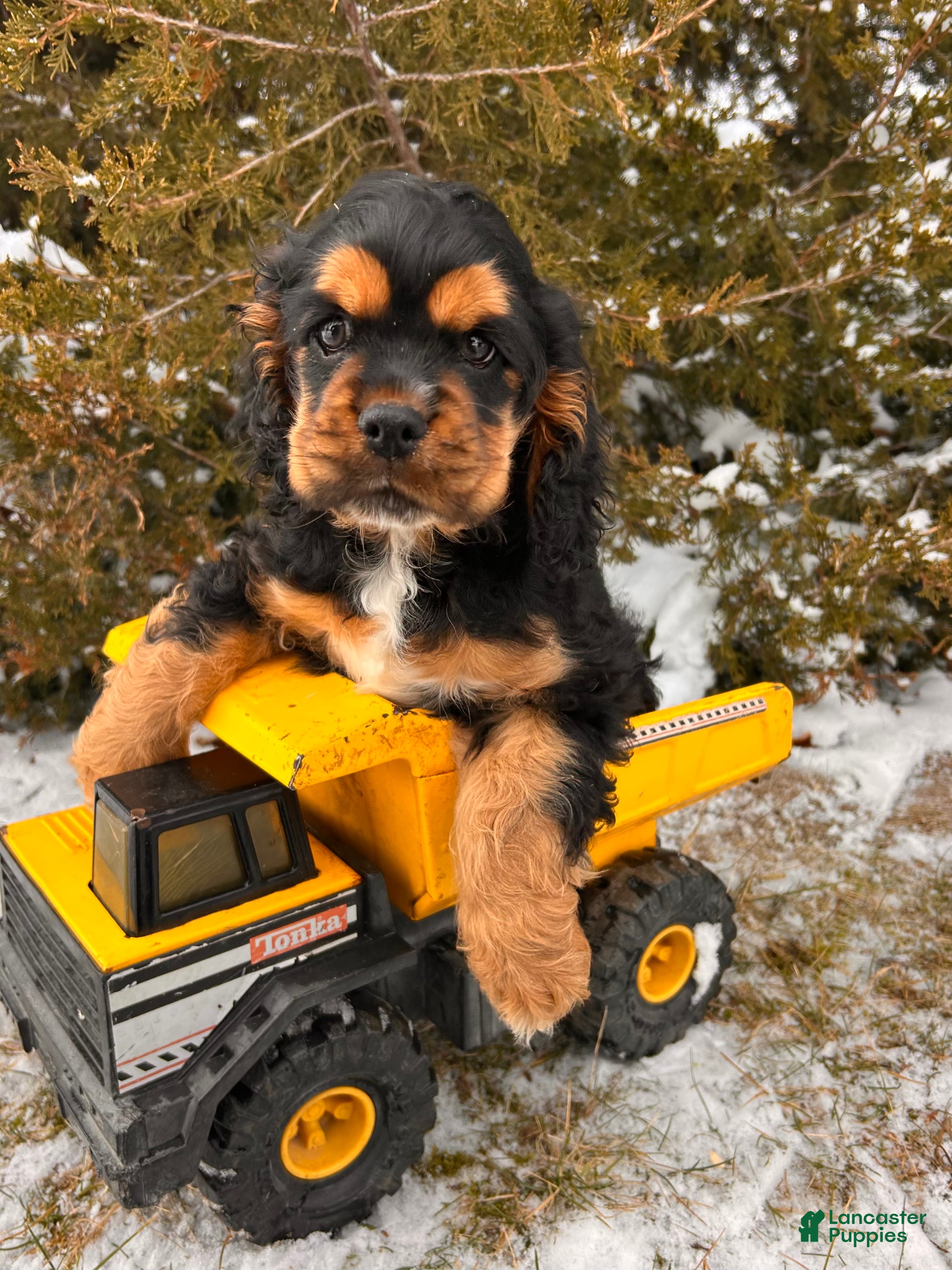 Cocker Spaniel dogs Zeke - Ad 14