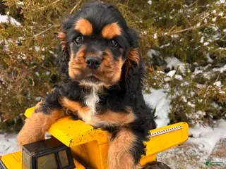 Cocker Spaniel dogs Zeke - Ad 14