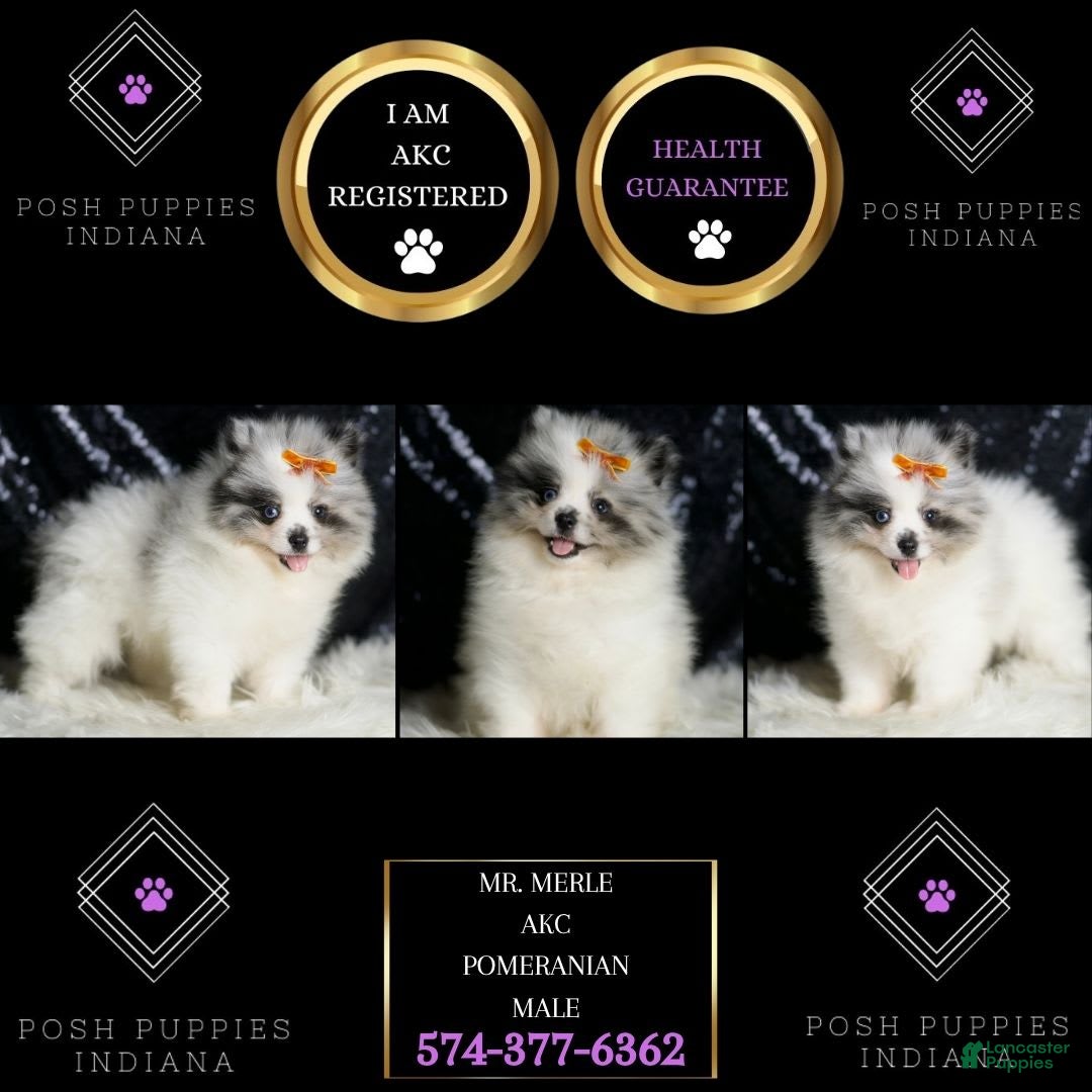 Pomeranian dogs Mr. Merle - Ad 2