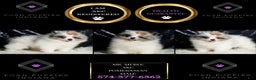 Pomeranian dogs for sale: Mr. Merle - Ad 2