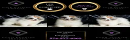 Pomeranian dogs for sale: Mr. Merle - Ad 2