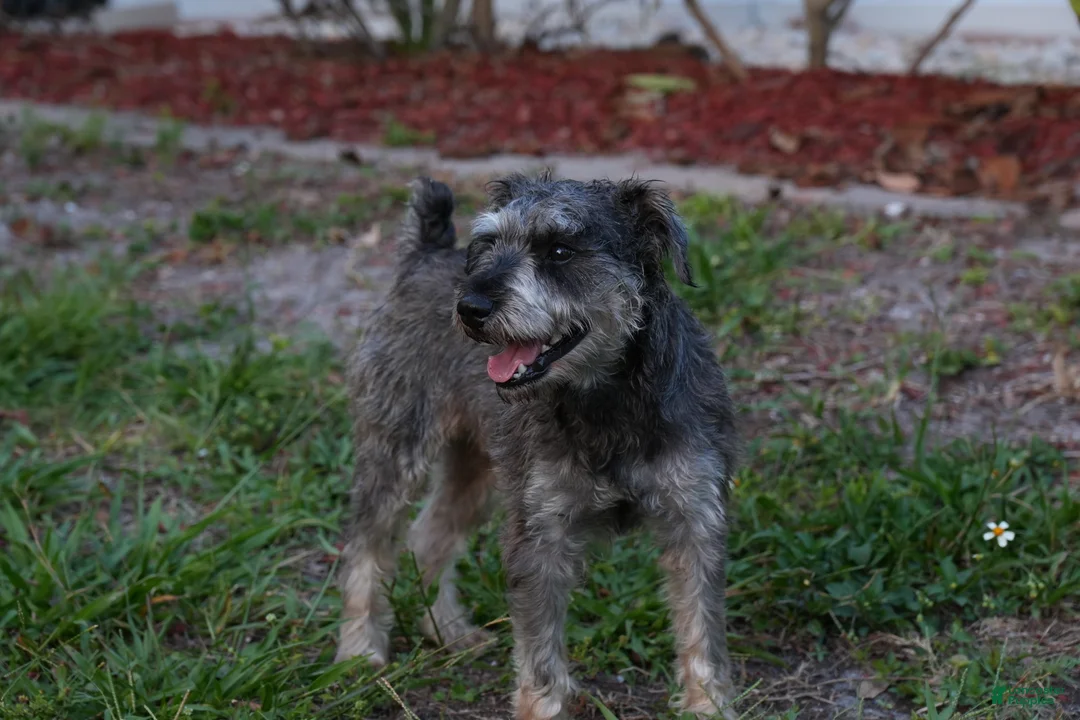 Miniature Schnauzer dogs for sale: Yoshi  - Ad 19