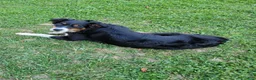 Australian Shepherd dogs for sale: Gravy - Ad 3