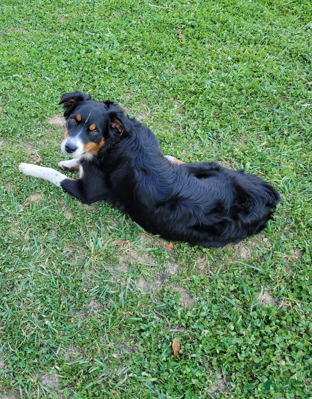 Australian Shepherd dogs for sale: Gravy - Ad 3