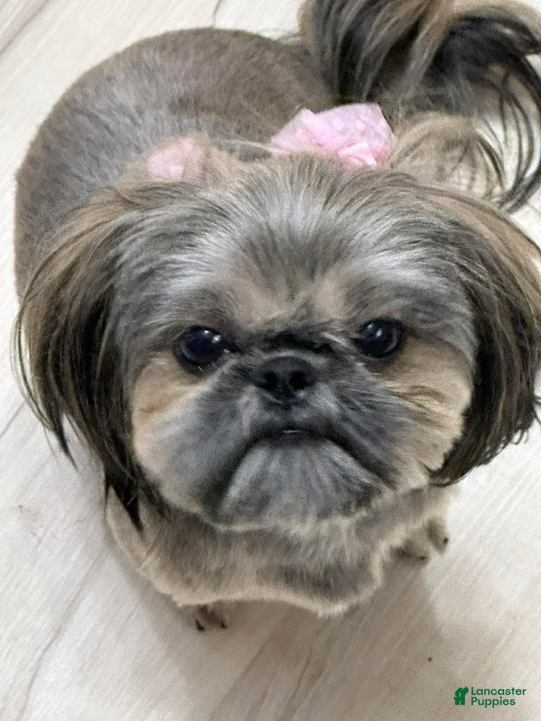 Shih Tzu dogs for sale: Dallas - Ad 27