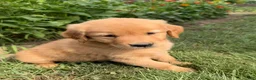 Golden Retriever dogs for sale: Benji - Ad 1