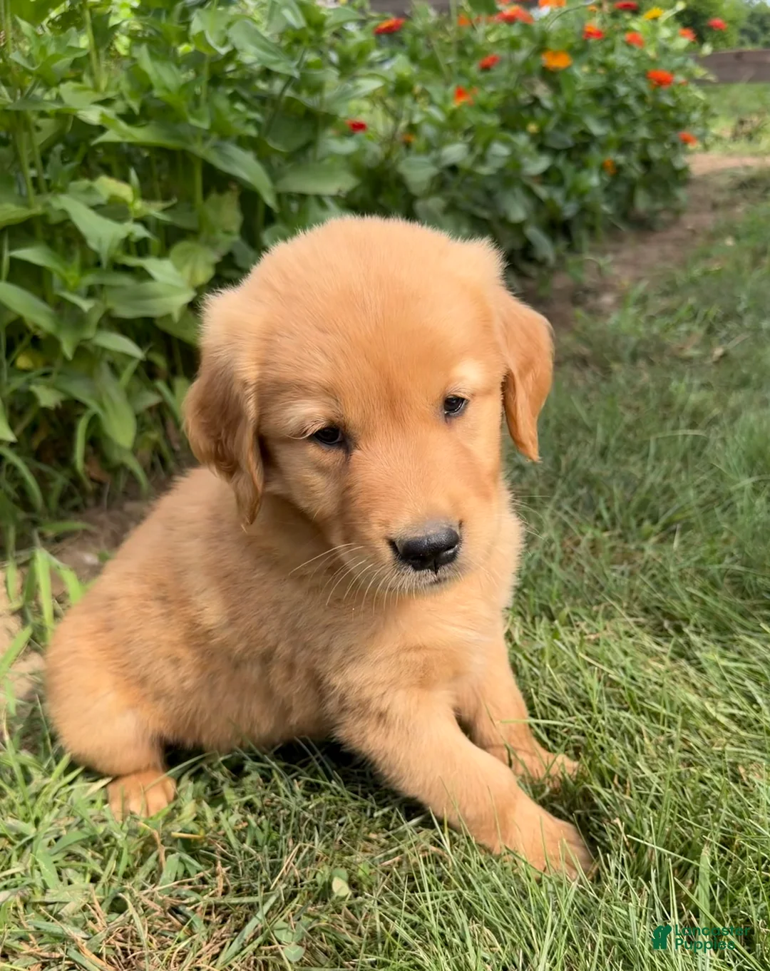 Golden Retriever dogs for sale: Benji - Ad 1