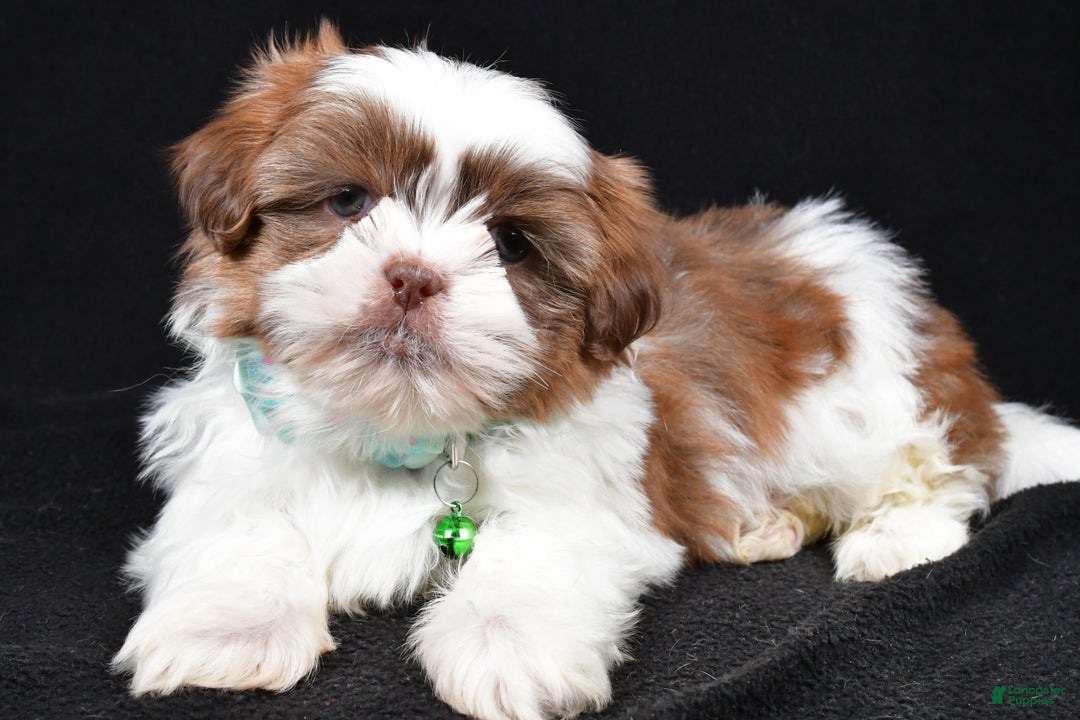 Shih Tzu dogs for sale: Flicker - Ad 1