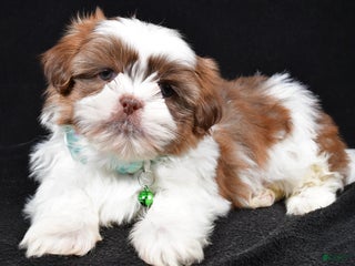Shih Tzu dogs Flicker - Ad 38