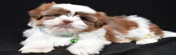 Shih Tzu dogs for sale: Flicker - Ad 1