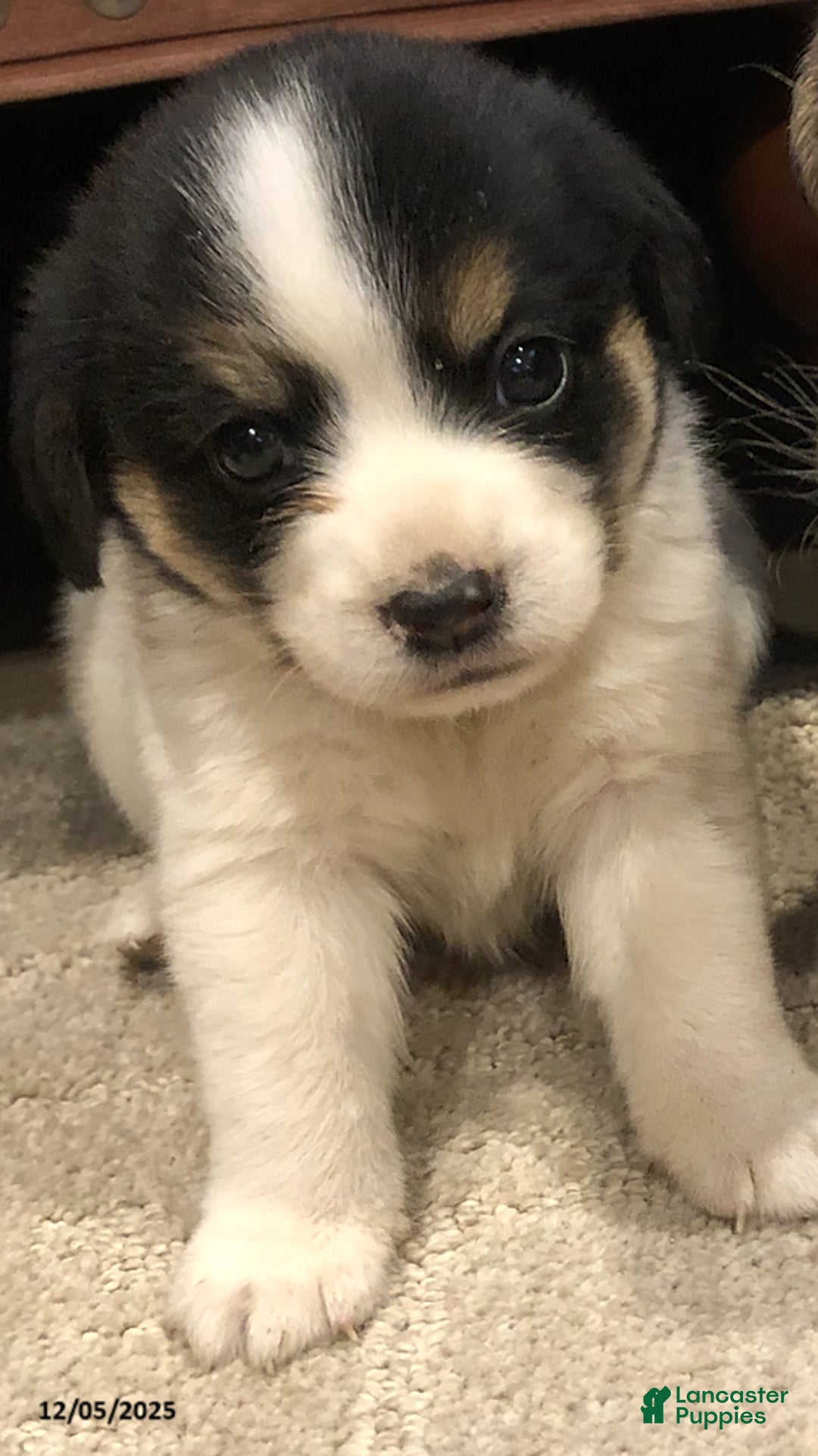Mixed Breed dogs for sale: Panda - Ad 1