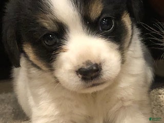 Mixed Breed dogs Panda - Ad 4