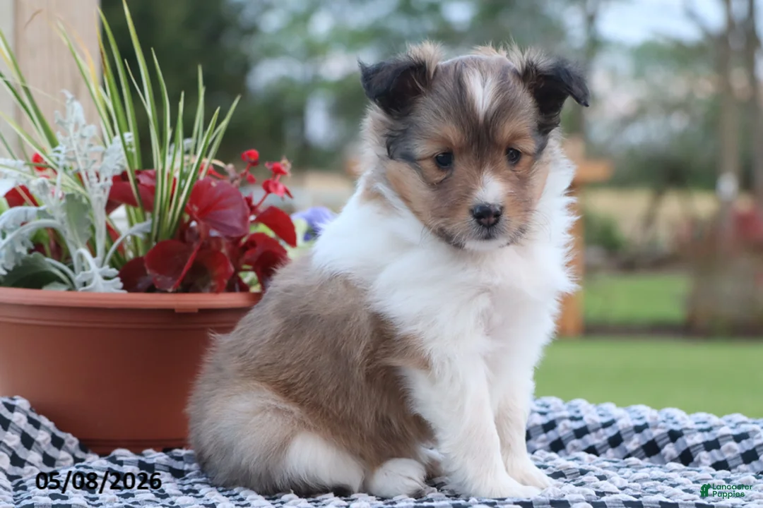 Shetland Sheepdog dogs for sale: Evie - Ad 1