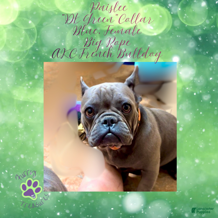 French Bulldog dogs Paislee “Dark Green”Collar, Female  - Ad 28