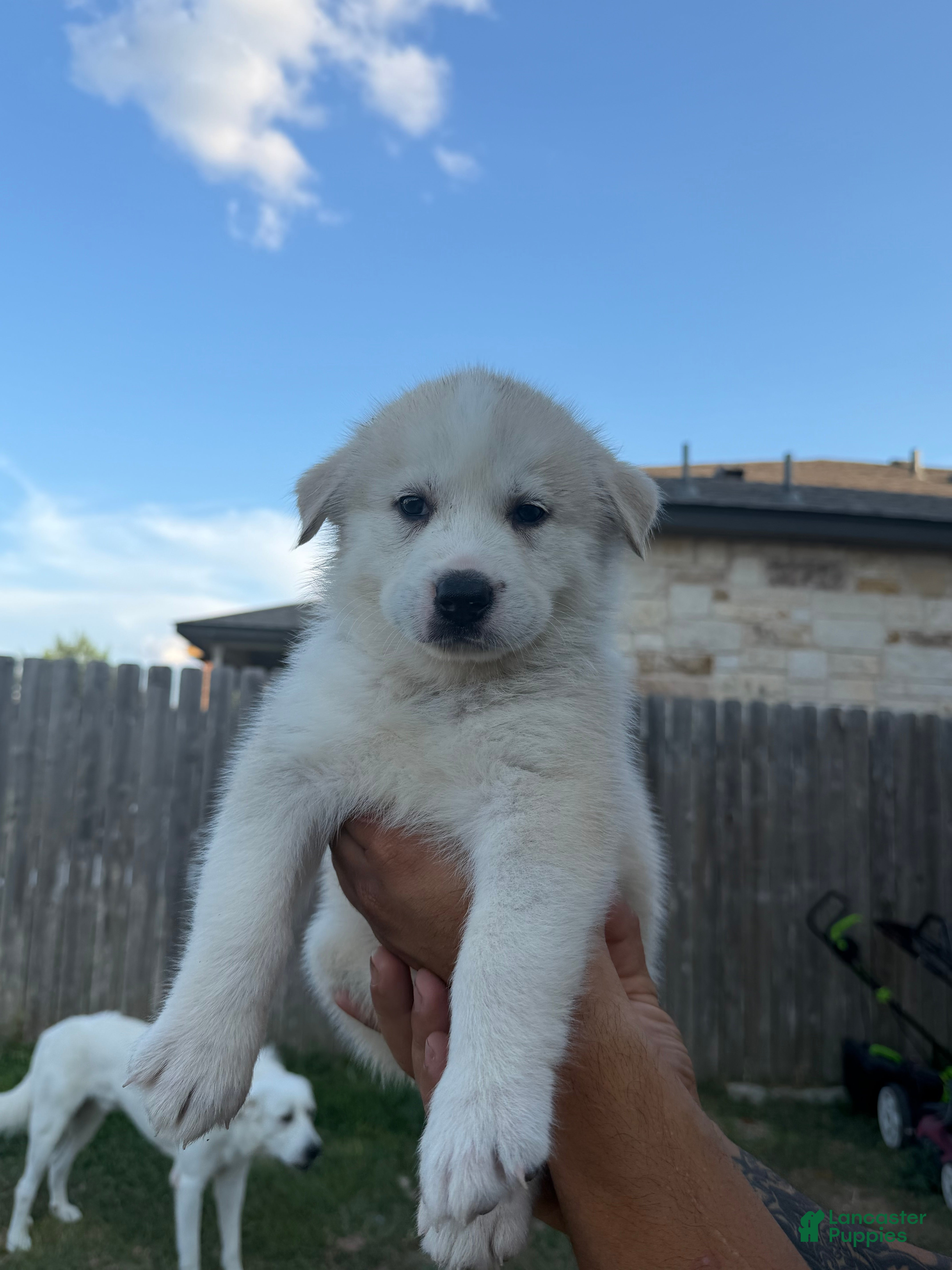 Mixed Breed dogs Mixed Breed 4 - Ad 40
