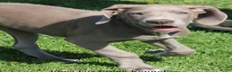 Great Dane dogs for sale: Great Dane Puppy 2 - Ad 11