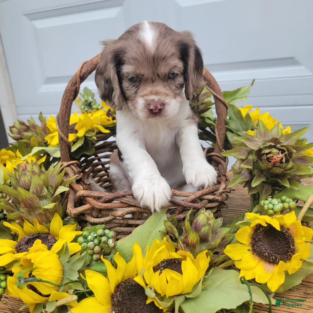 Mixed Breed dogs for sale: Rosie - Ad 5