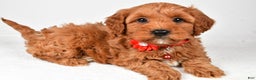Cavapoo dogs for sale: Tyler - Ad 7