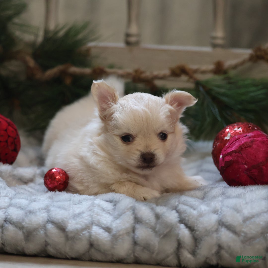 Maltipom dogs for sale: Sugarplum - Ad 3
