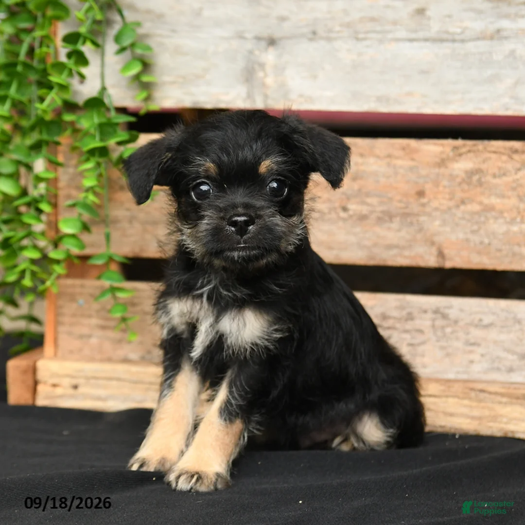 Mixed Breed dogs for sale: Bruno - Ad 1
