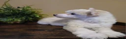 Chinese Crested dogs for sale: Milo - Ad 5