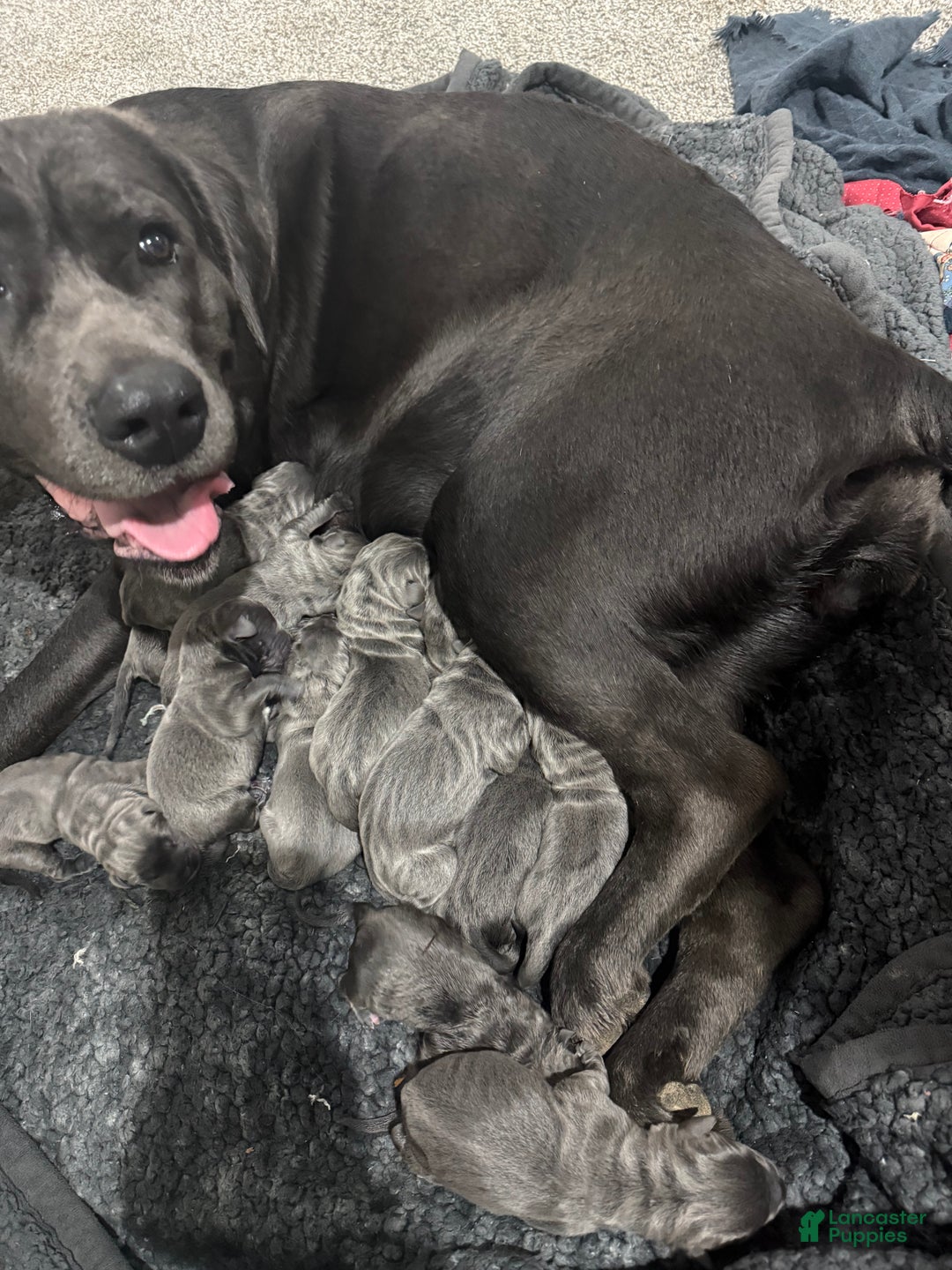 Cane Corso dogs for sale: Cane Corso Puppy 1 - Ad 2