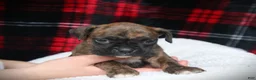 Boxer dogs for sale: Zoey - Ad 3