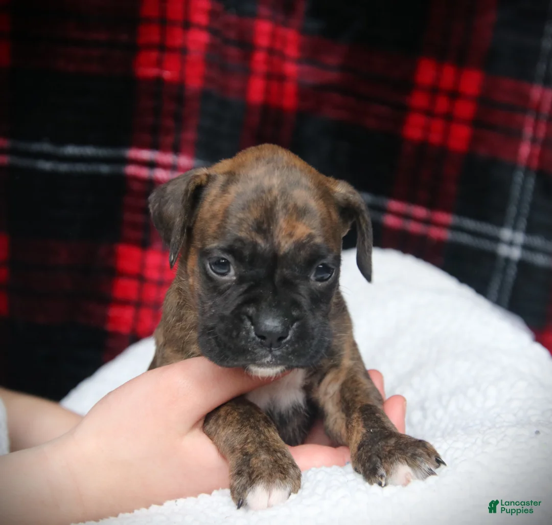 Boxer dogs for sale: Zoey - Ad 3