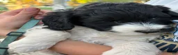 Mixed Breed dogs for sale: Meet Cindee – Black & White Female Mini Bernedoodle Puppy for Sale | Twin Falls, Idaho - Ad 1