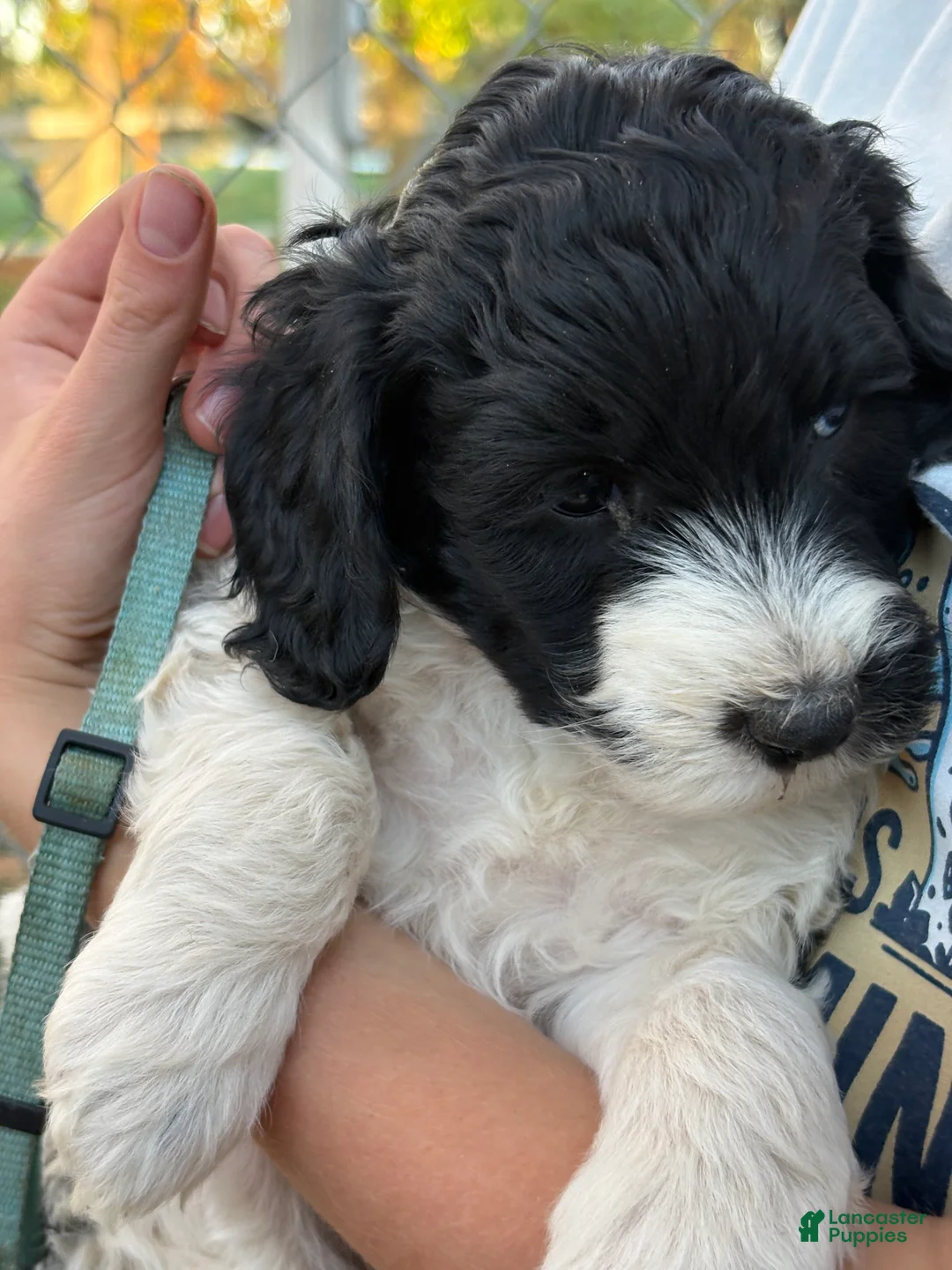 Mixed Breed dogs for sale: Meet Cindee – Black & White Female Mini Bernedoodle Puppy for Sale | Twin Falls, Idaho - Ad 1