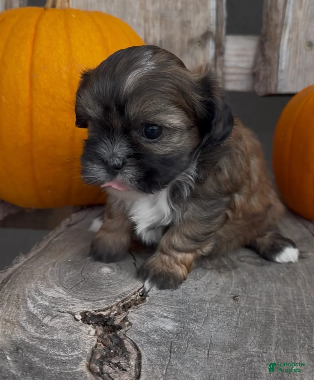 Shihpoo dogs for sale: Sissy - Ad 3