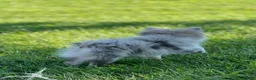 Pomeranian dogs for sale: Bluey - Ad 5