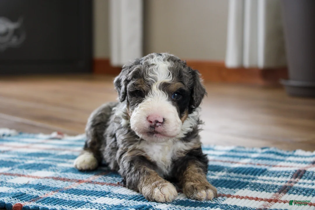 Mini Bernedoodle dogs for sale: Porter  - Ad 1