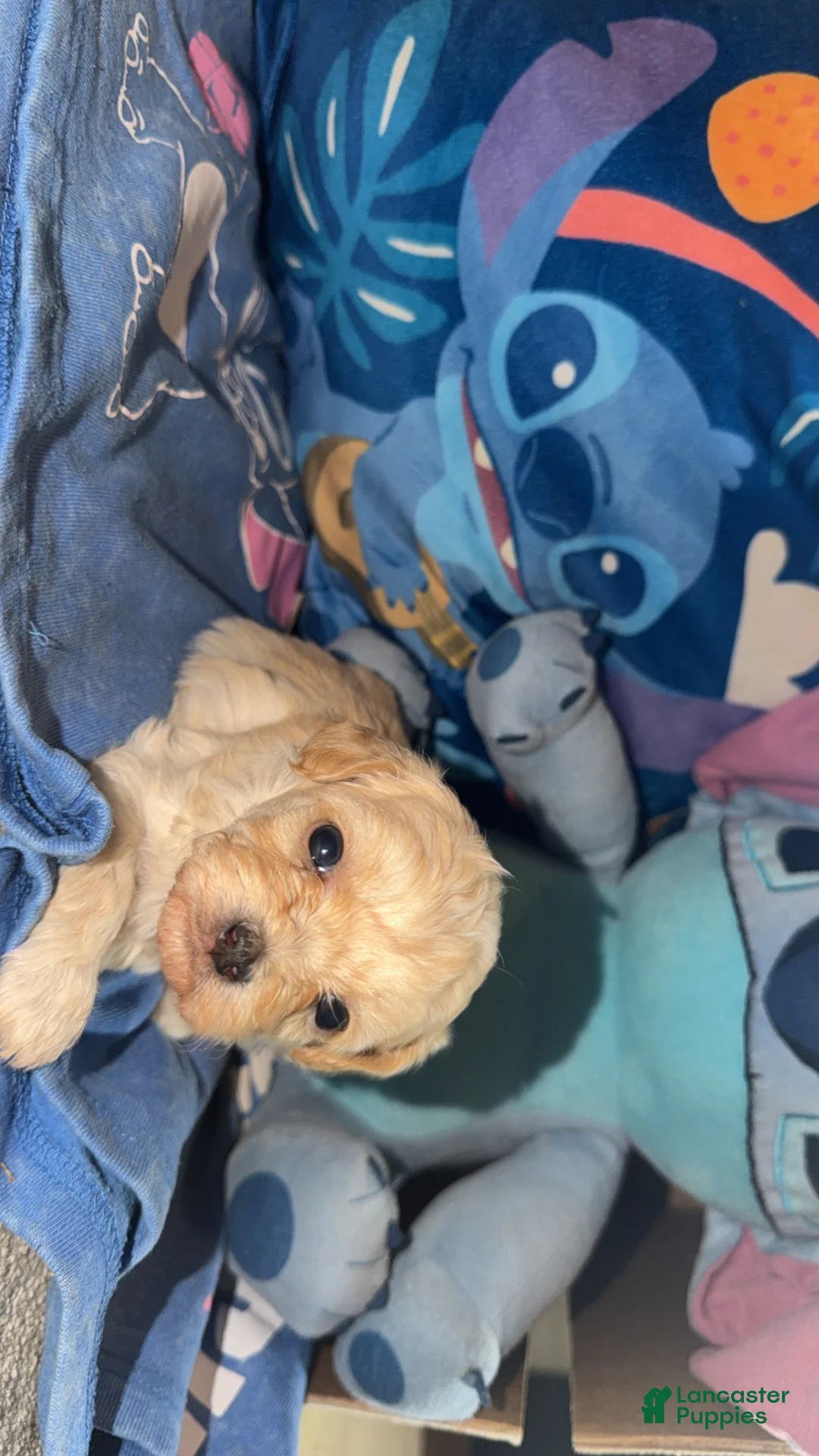 Teddy Bear dogs for sale: Teddy Bear - Tiney - Ad 2