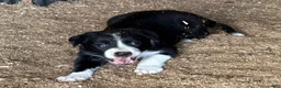 Border Collie dogs for sale: Border Collie 2 - Ad 1