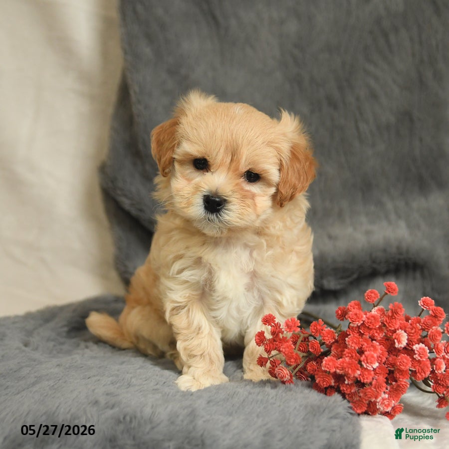 Maltipoo dogs Willy - Ad 2