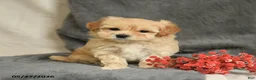 Maltipoo dogs for sale: Willy - Ad 2