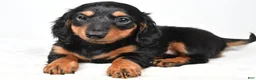Miniature Dachshund dogs for sale: Clover - Ad 5
