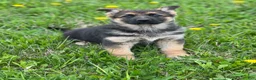 German Shepherd dogs for sale: Lulu - Ad 3
