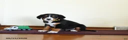 Greater Swiss Mountain Dog dogs for sale: Wrangler - Ad 3