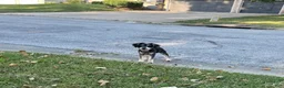 Miniature Schnauzer dogs for sale: Miniature Schnauzer 1 - Ad 3