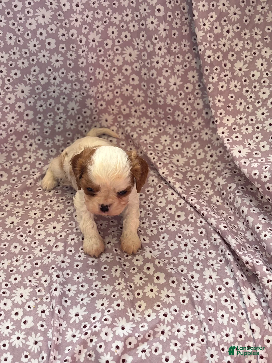 Cavalier King Charles Spaniel dogs for sale: Joker Cavalier King Charles Spaniel Puppy 1 - Ad 2