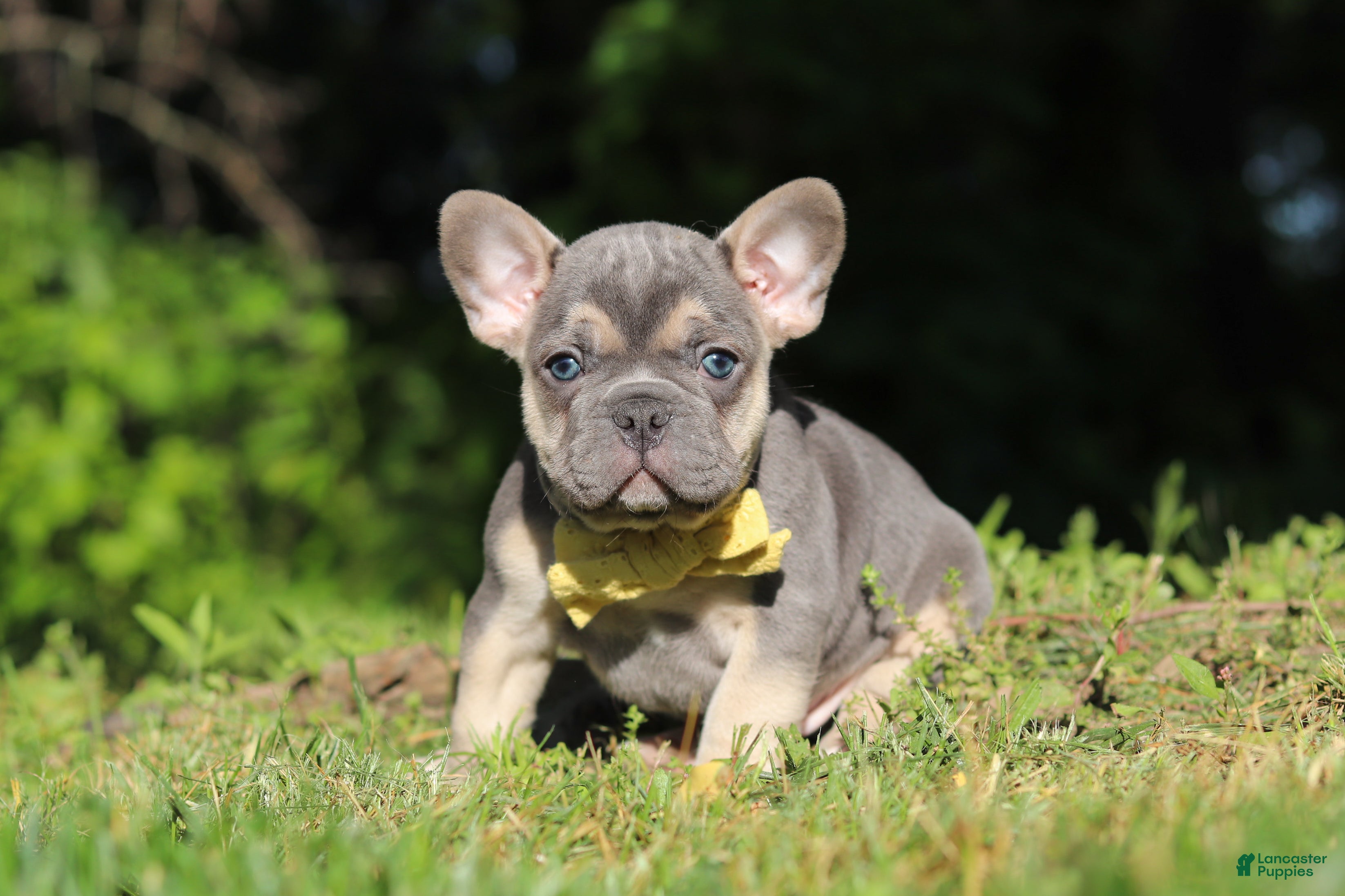 French Bulldog dogs for sale: Pete - Ad 12