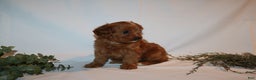 Cavapoo dogs for sale: Sue - Ad 8