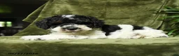 Miniature Poodle dogs for sale: Mildred - Ad 5