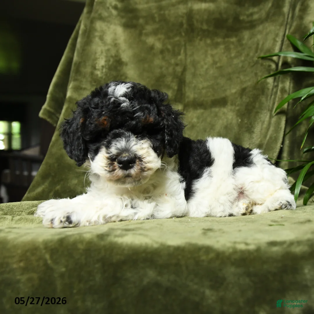 Miniature Poodle dogs for sale: Mildred - Ad 5