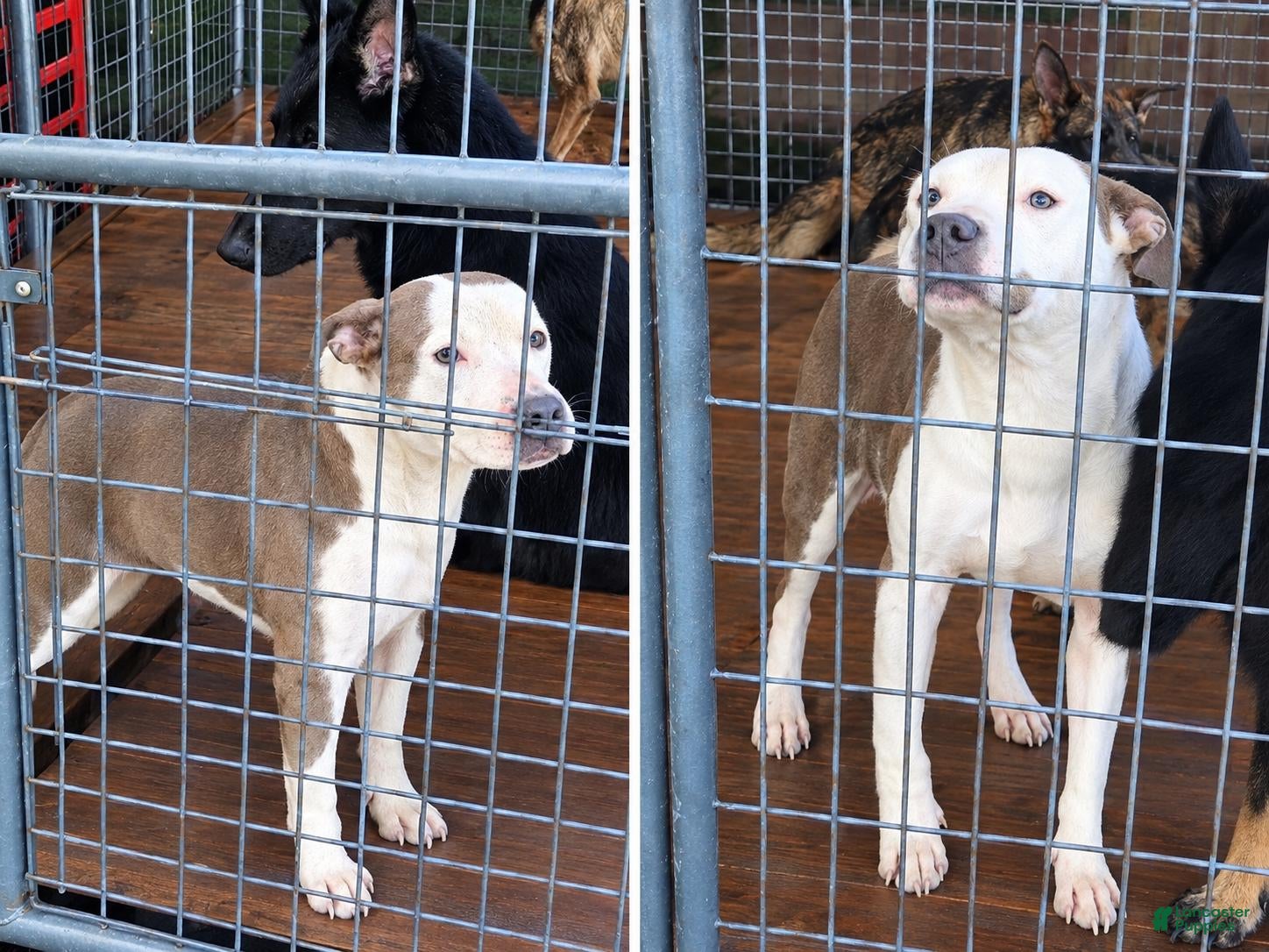 American Pit Bull Terrier dogs Moose  - Ad 1