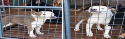 American Pit Bull Terrier dogs for sale: Moose  - Ad 1