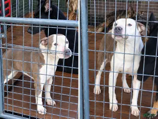 American Pit Bull Terrier dogs Moose - Ad 1